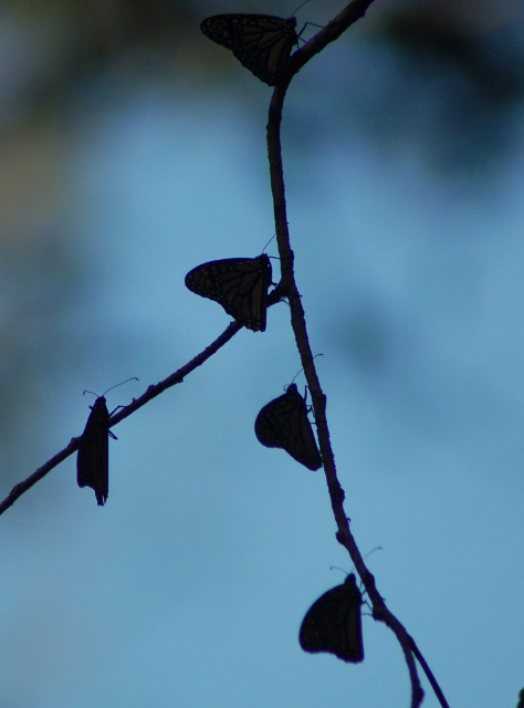 Pismo Beach butterfly grove